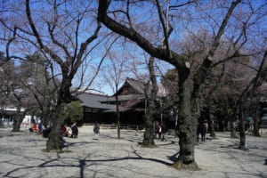 2015 靖国神社 桜