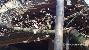 靖國神社2016年3月③